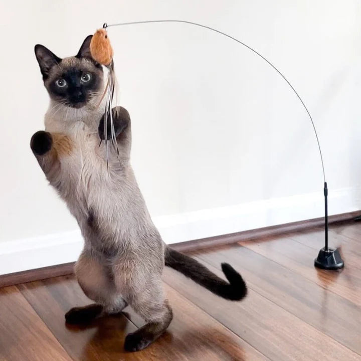 Bird Simulation Cat Toy