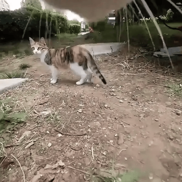PetCam Pro
