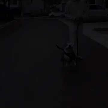 No Pull - Dog Harness
