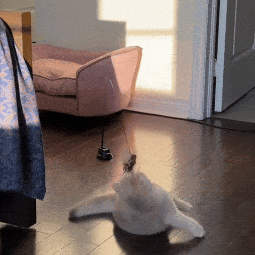 Bird Simulation Cat Toy