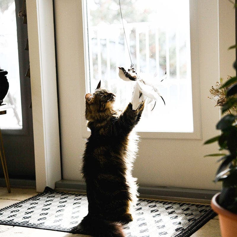 Bird Simulation Cat Toy