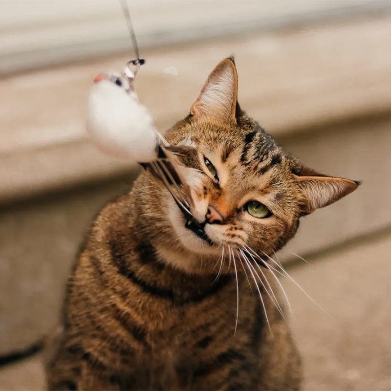 Bird Simulation Cat Toy