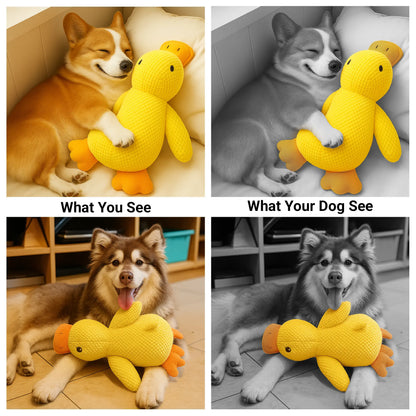 Calming Duck