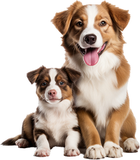 Dog Essentials