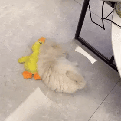 Calming Duck